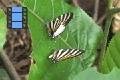 Scene_57_Pair of striped Lychaenidae trying to mate